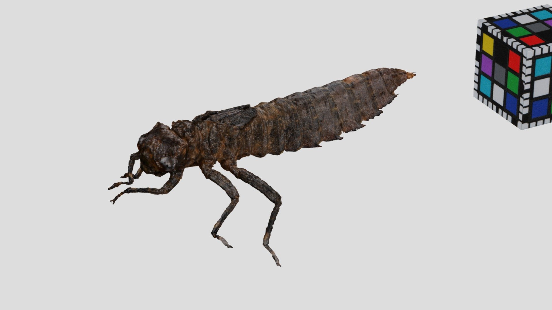 コシボソヤンマ dragonfly nymph, Boyeria maclachlani 3d model