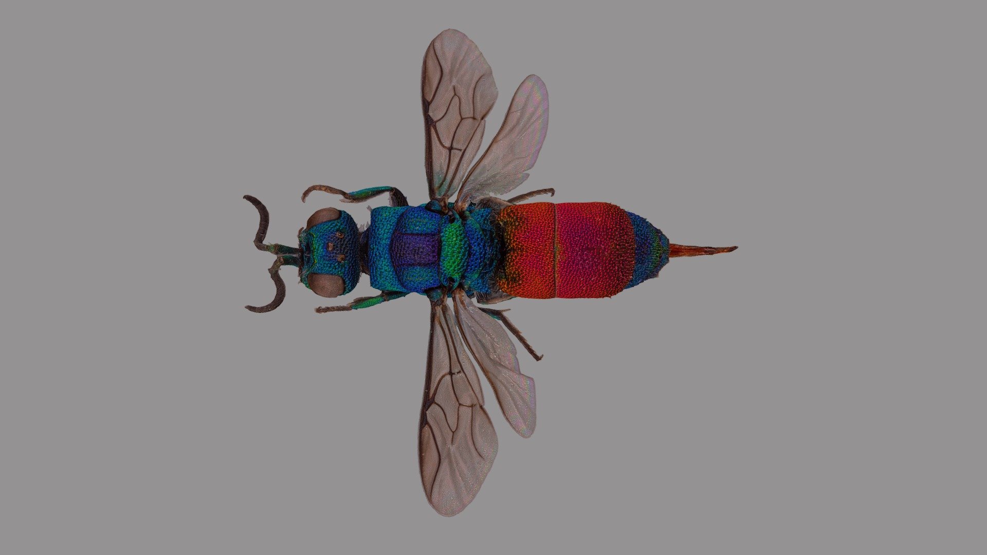 Chrysis rutilans 3d model