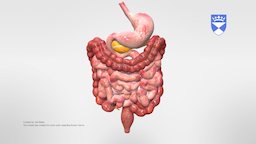 Bowel Anatomy