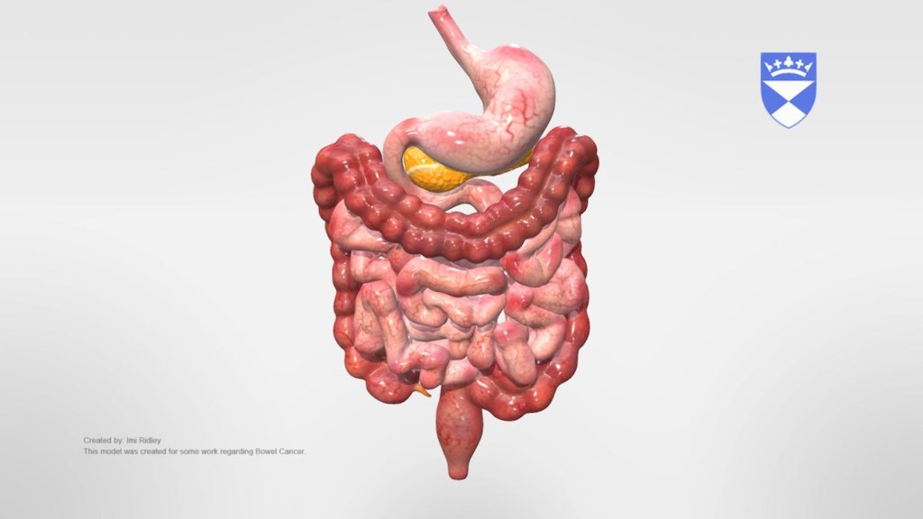 Bowel Anatomy 3d model