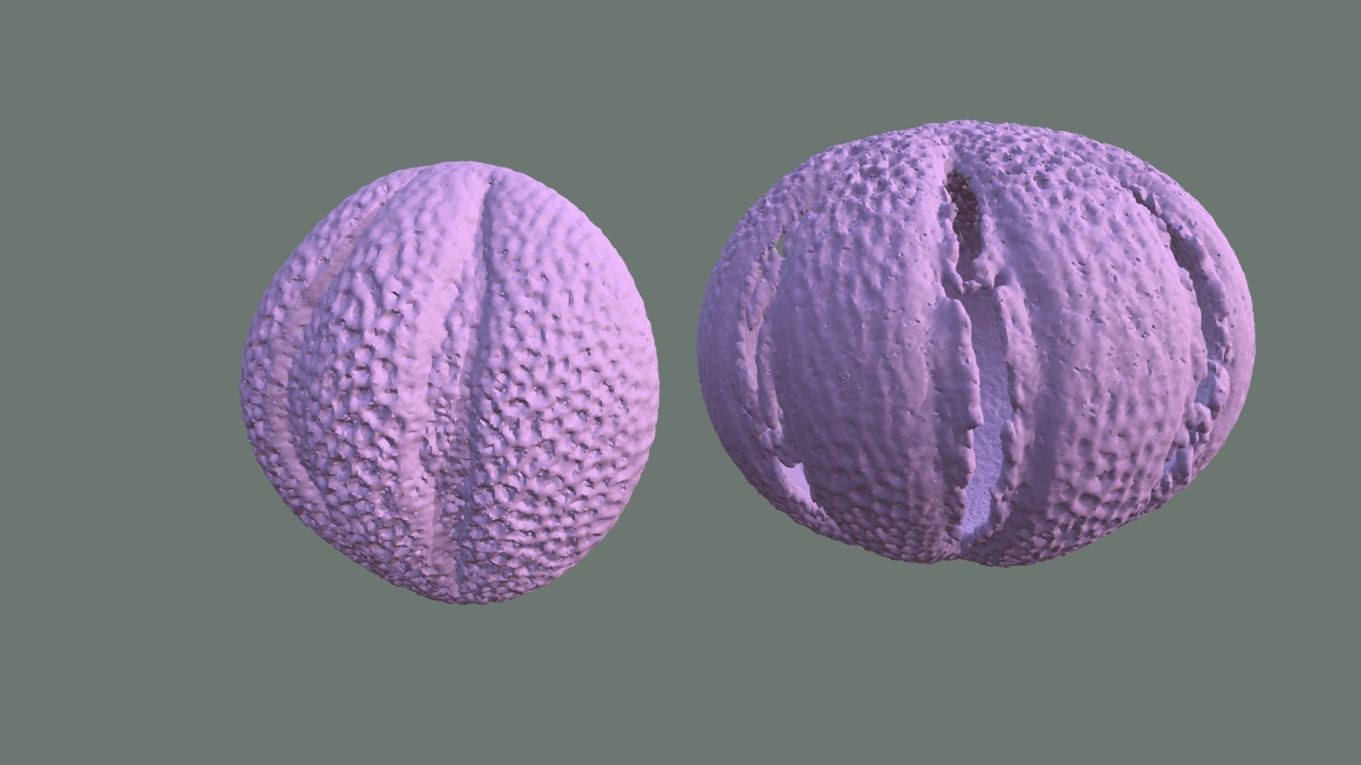 Salvia pollen 3d model