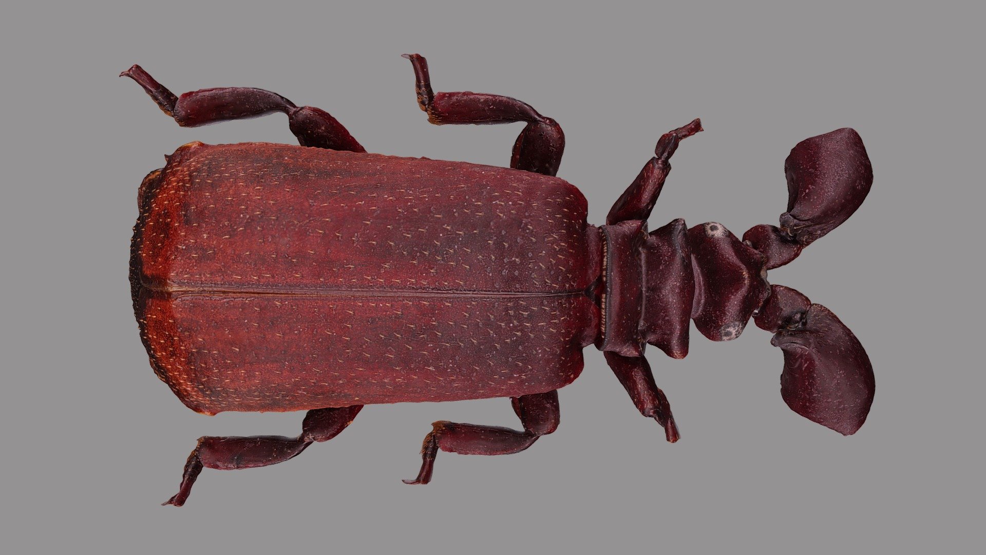 Paussinae sp 3d model