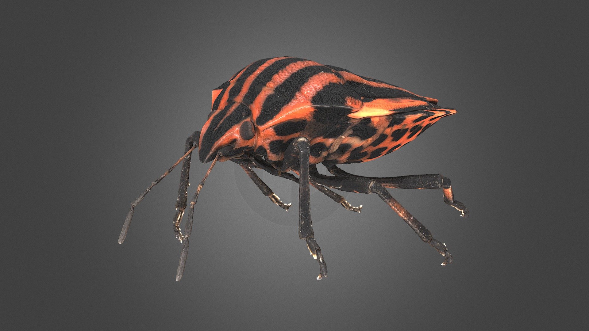 Graphosoma lineatum 3d model