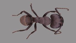 Lasius fuliginosus