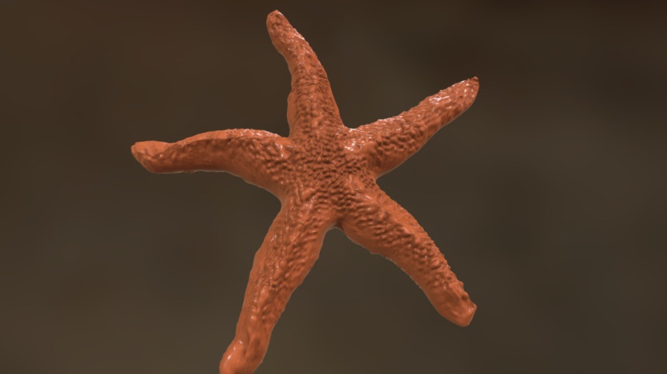 Starfish 3d model