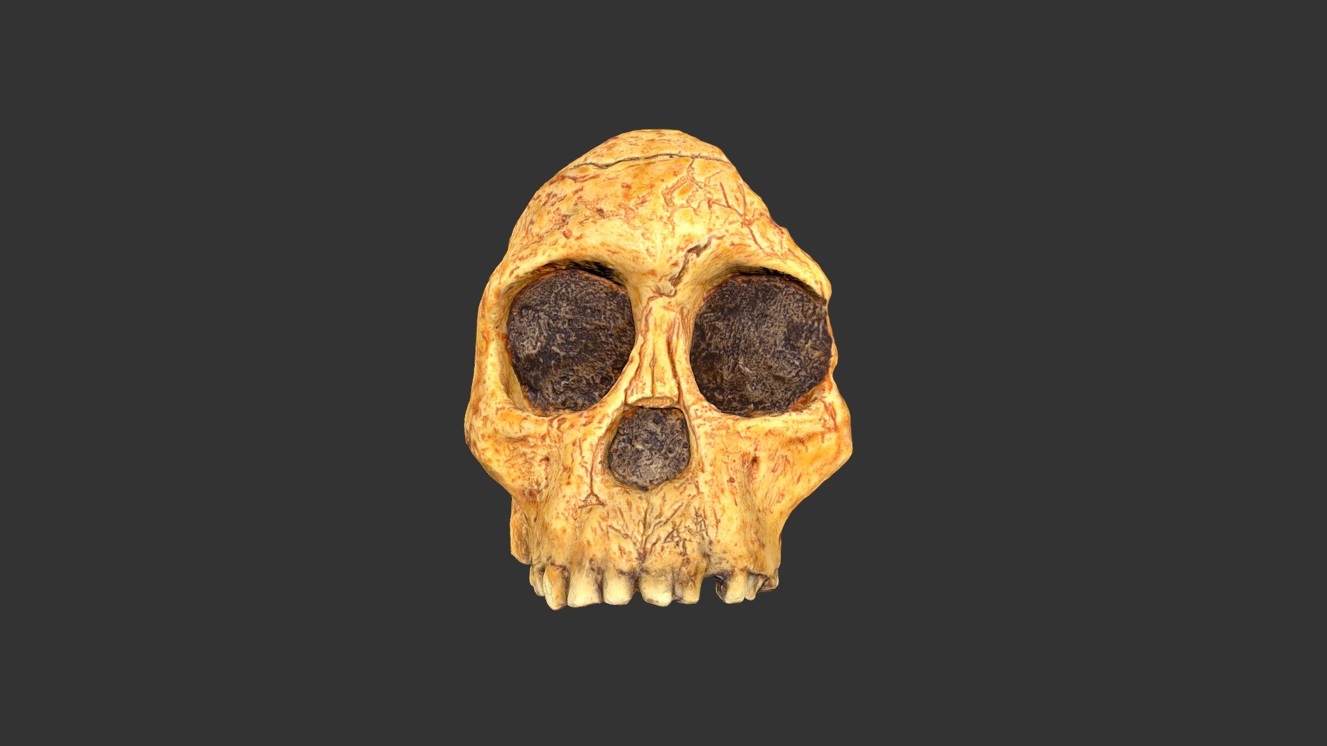 Australopithecus africanus (Taung)(2501.1rp11-2) 3d model