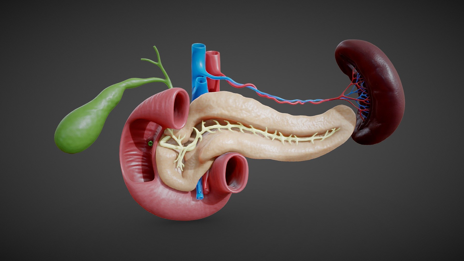 Pancreas Cross Section Anatomy 3d model