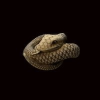 Coiled snake