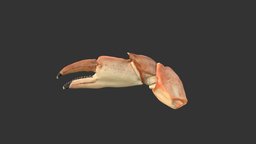 Crab Claw