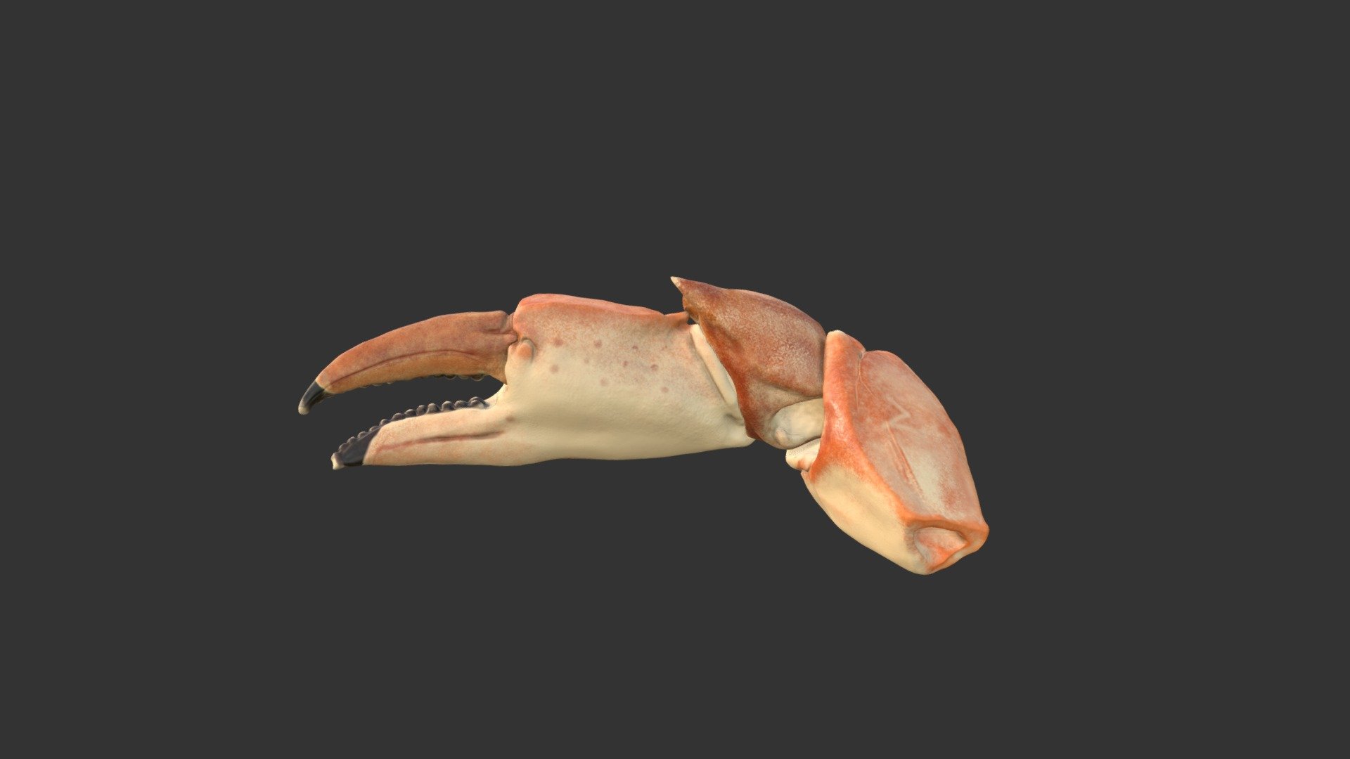 Crab Claw 3d model