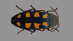 Buprestis octoguttata