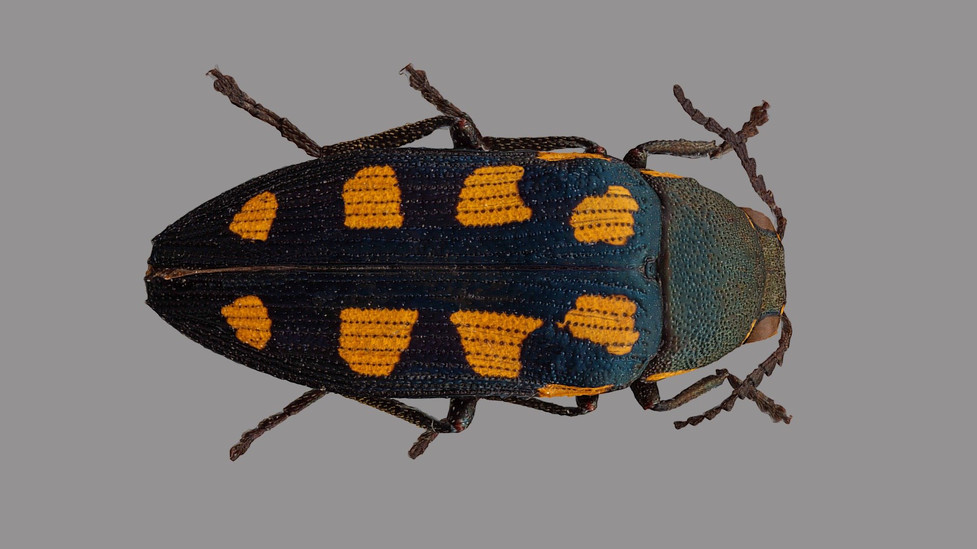 Buprestis octoguttata 3d model