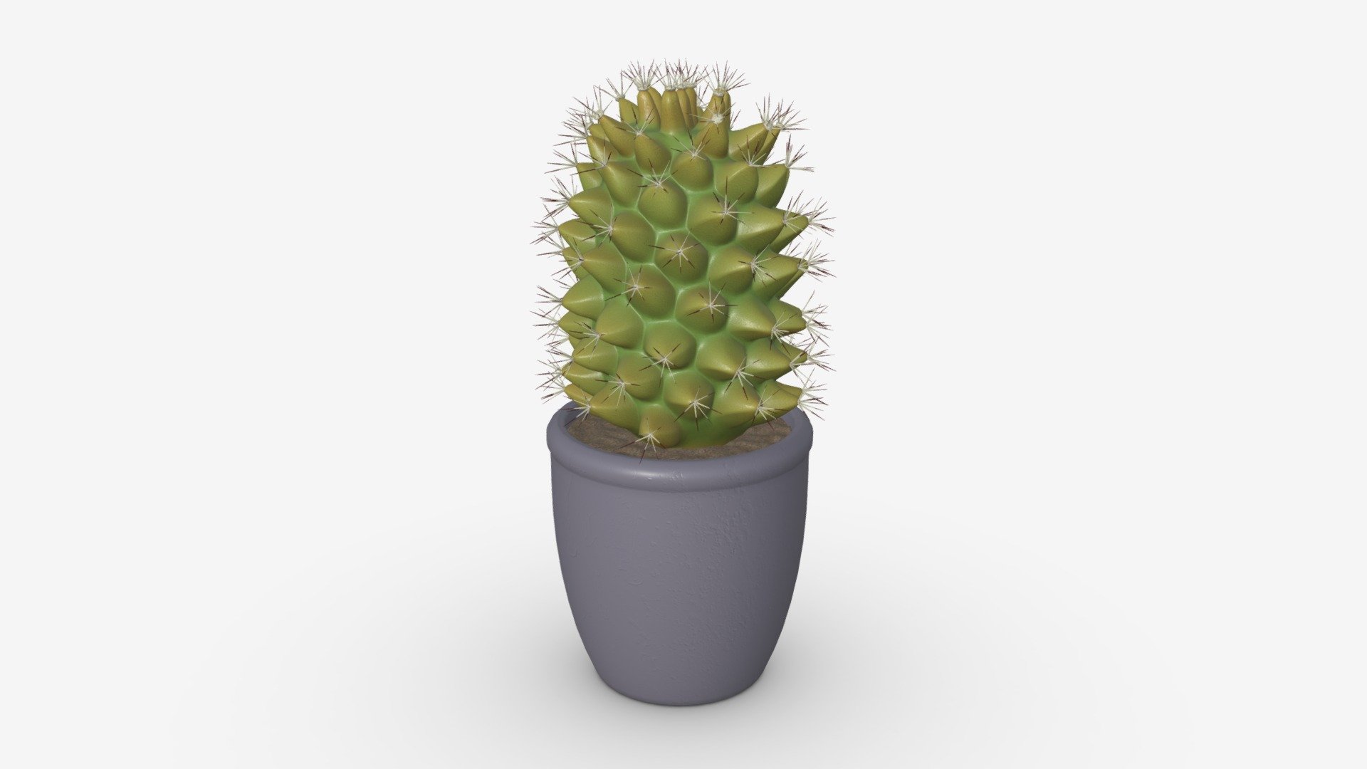 Cactus tall in pot 3d model