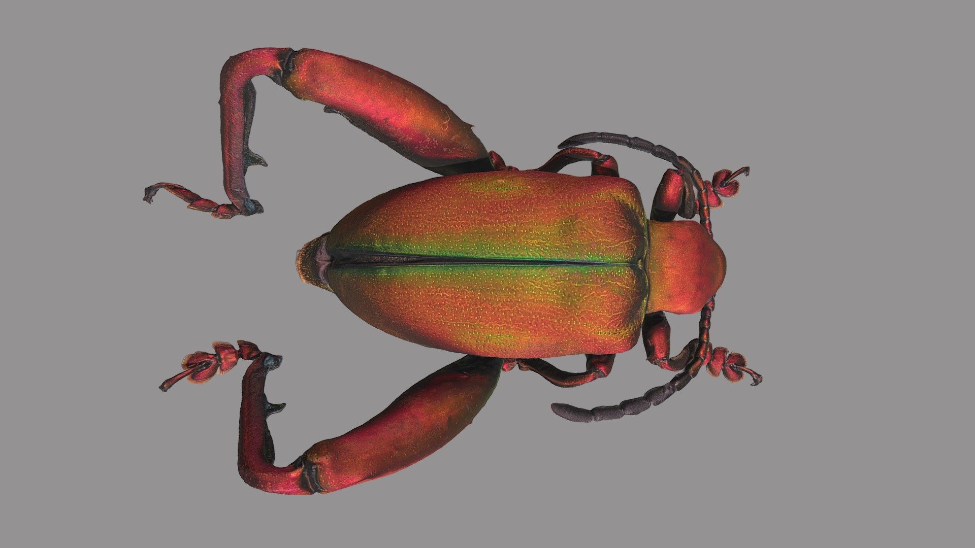 Sagra laticollis 3d model