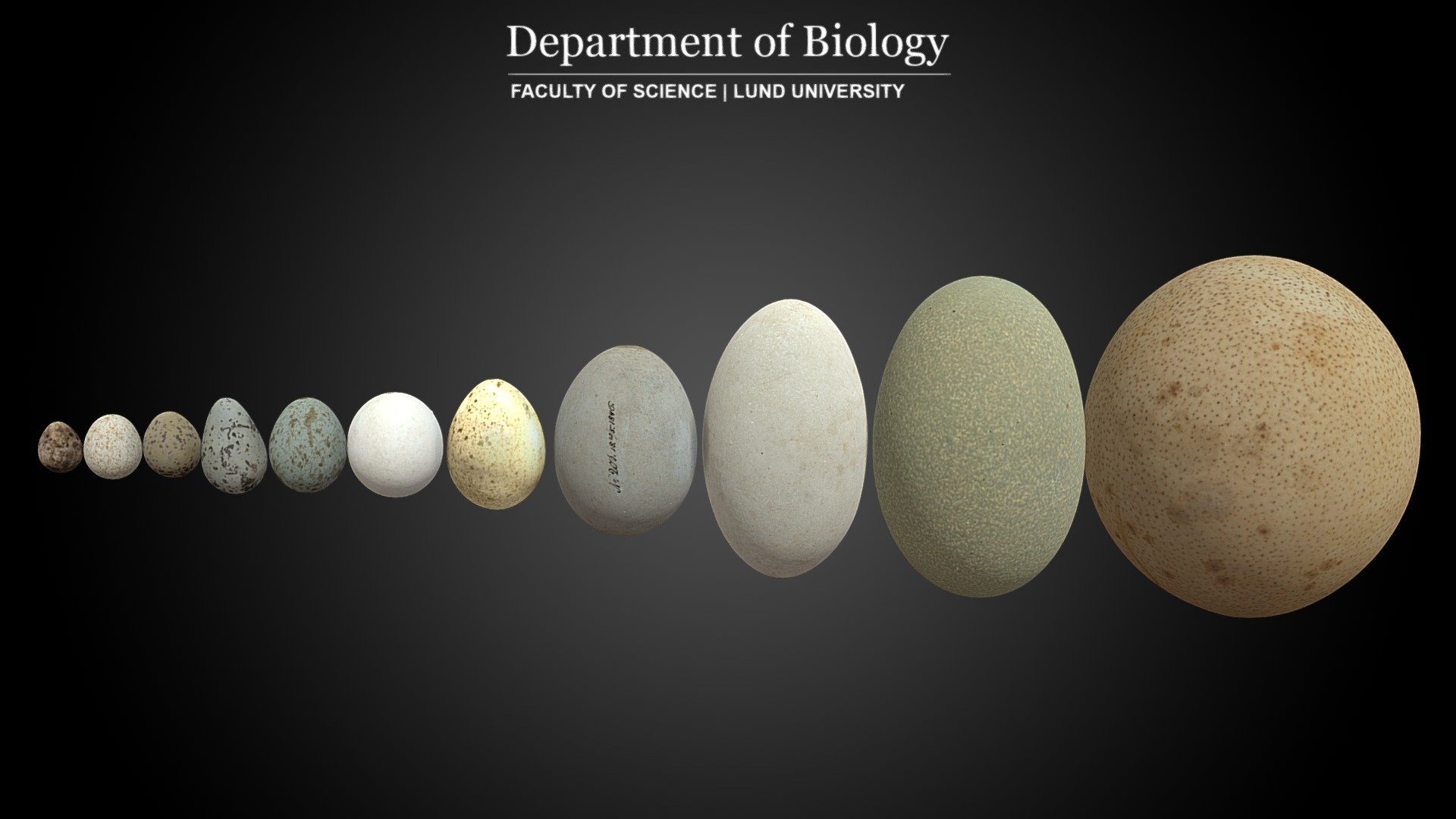 Egg Collection 3d model