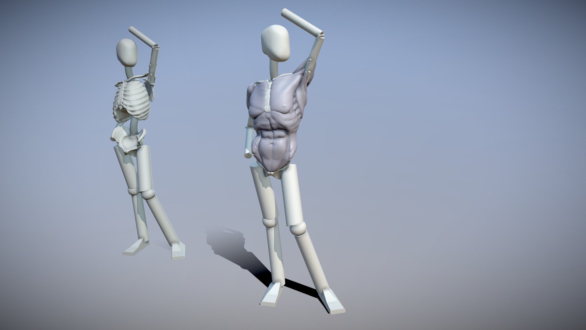 Anatomy part 1 3d model