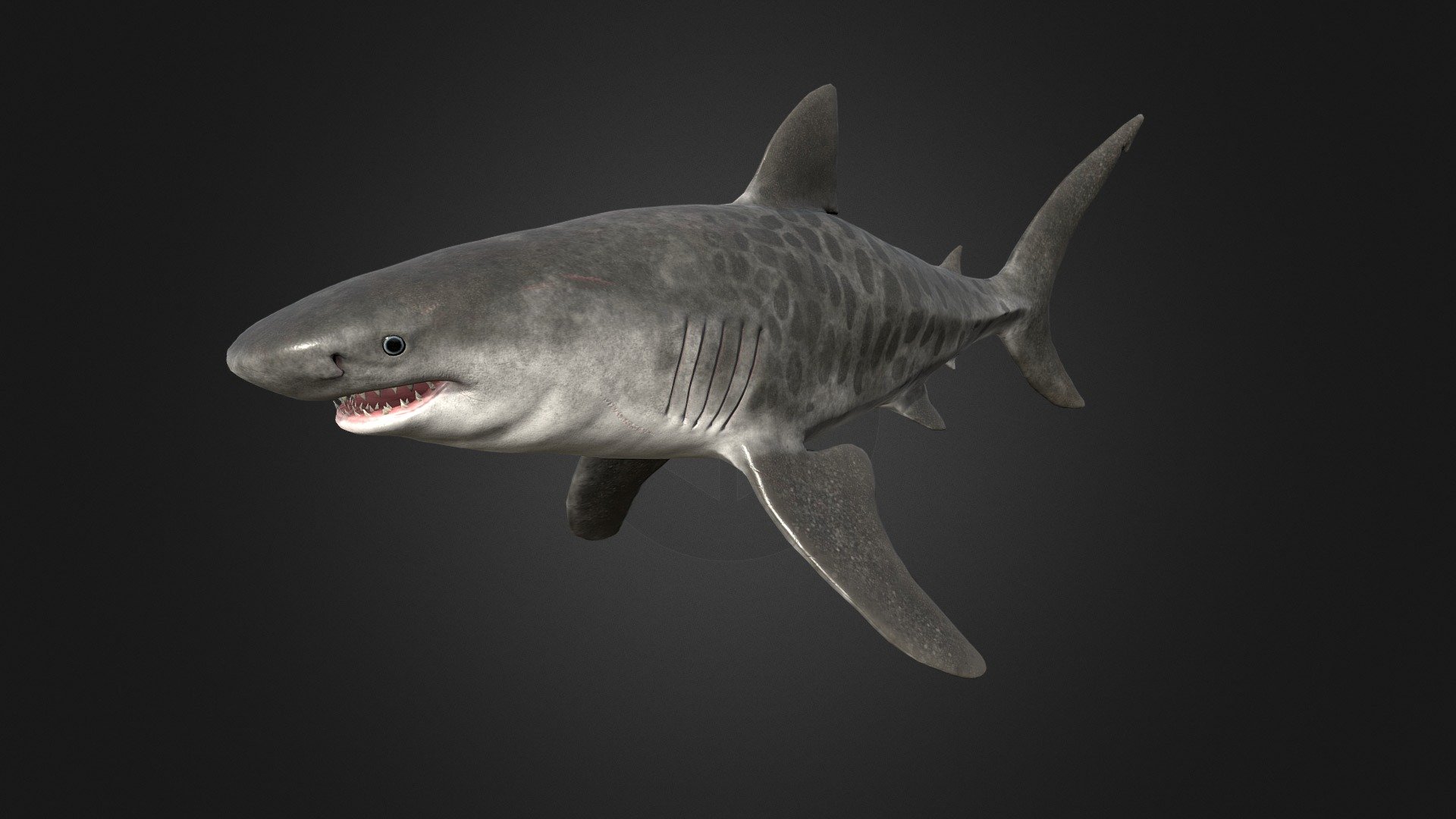 Tiger Shark 3d model