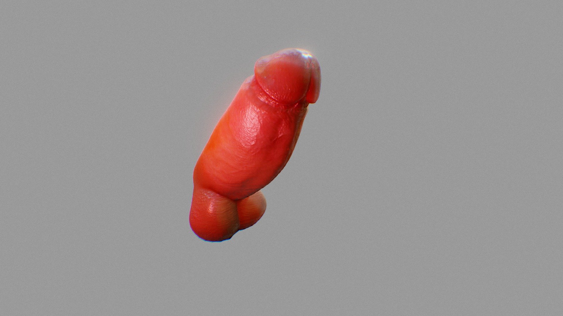 Penis anatomy 3d model