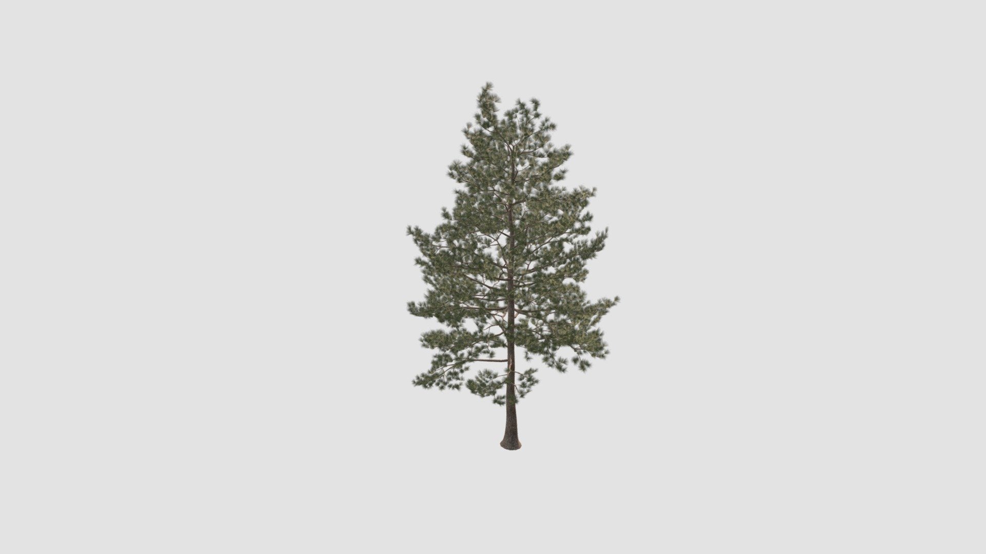 Loblolly pine Plant 3d model