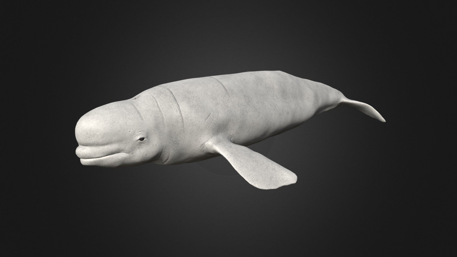 Beluga 3d model