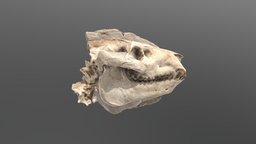 Oreodont skull cast