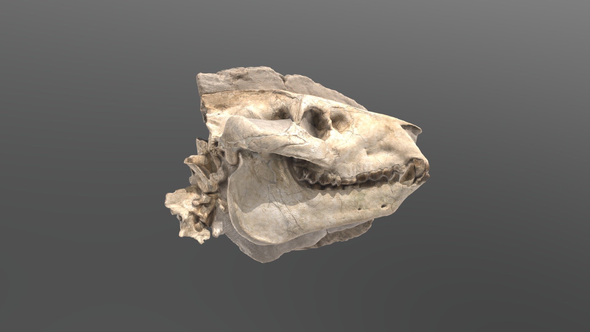 Oreodont skull cast 3d model