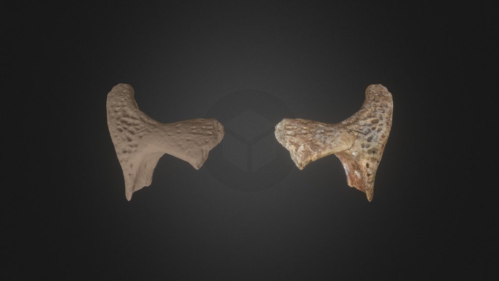 Elosuchus Skull Postorbital 3d model