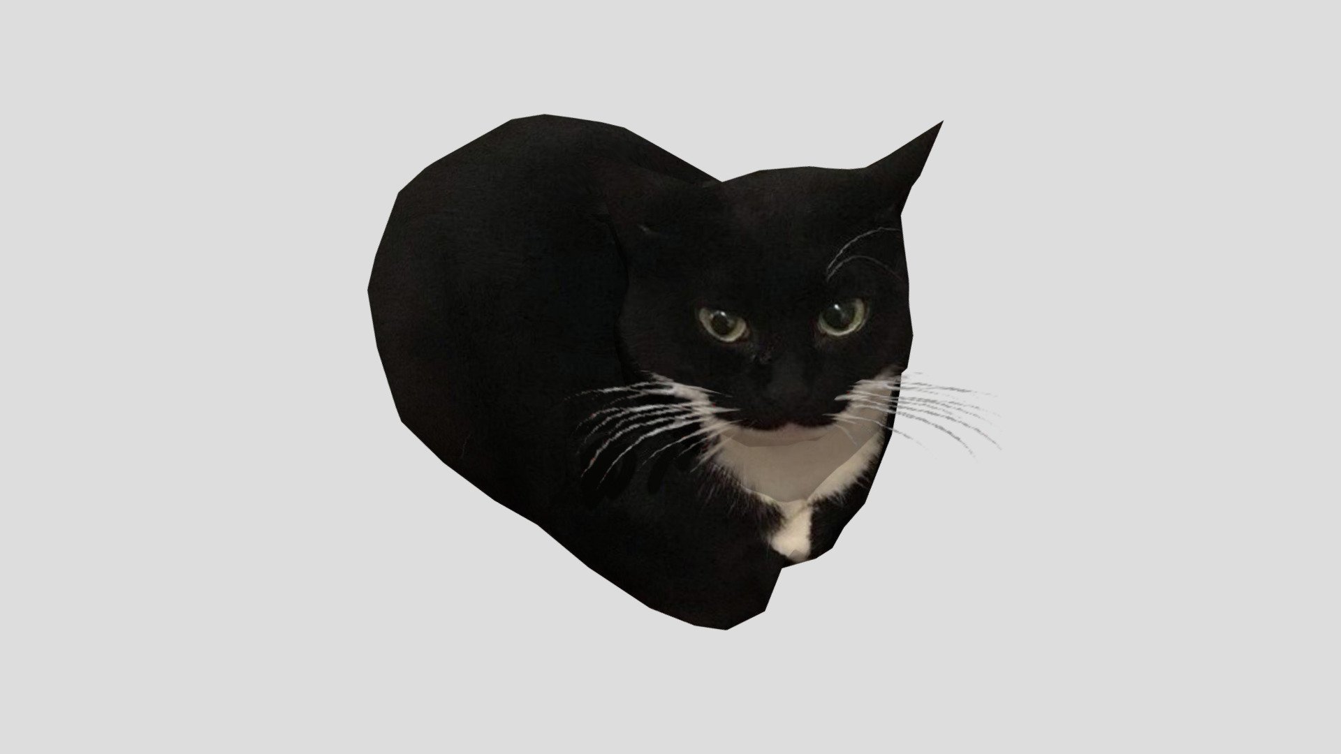 dingus the cat 3d model