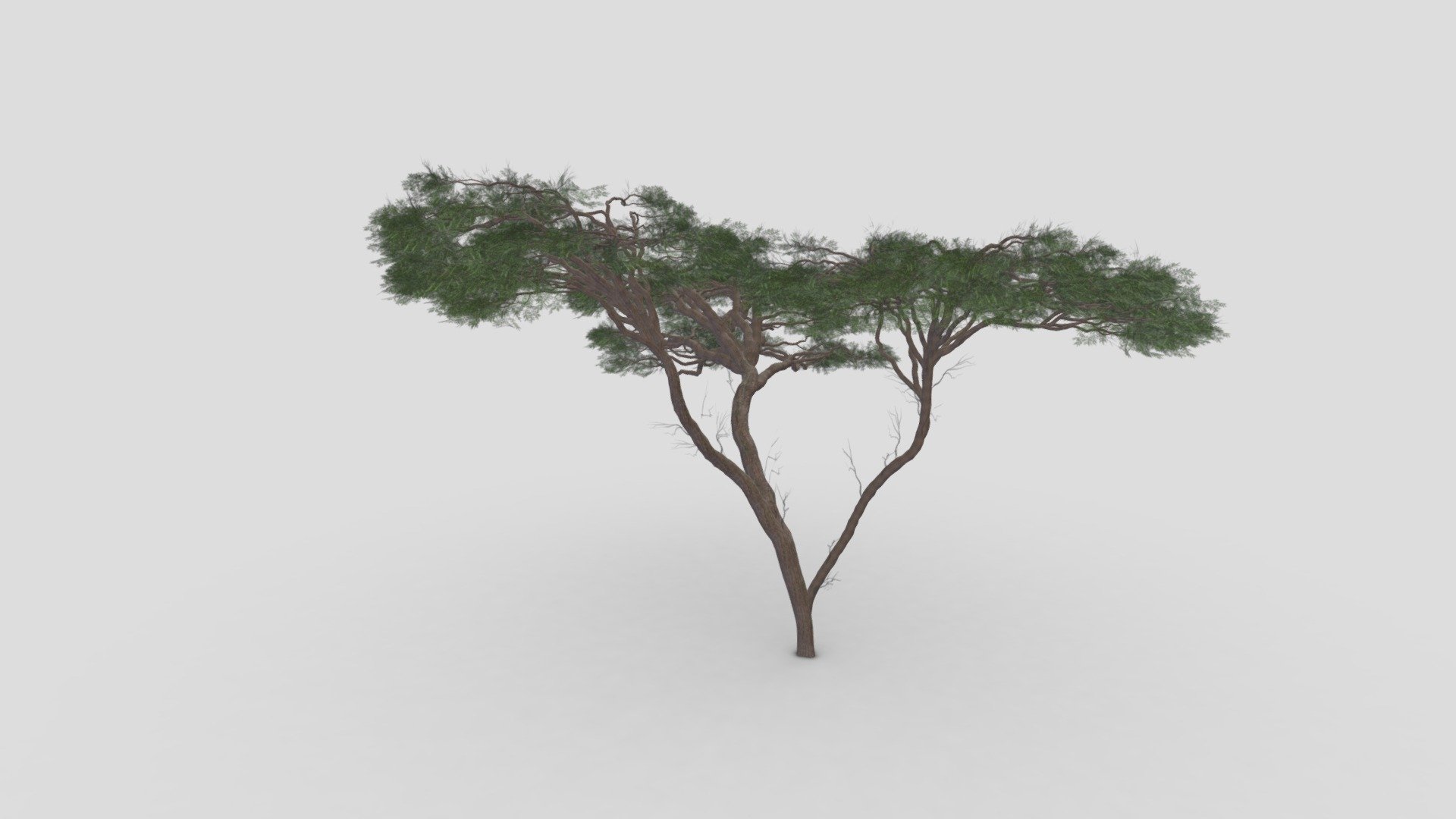 African Acacia Tree-S6 3d model