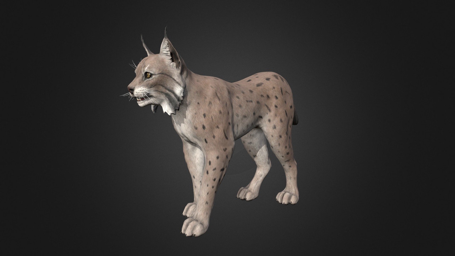 Lynx 3d model