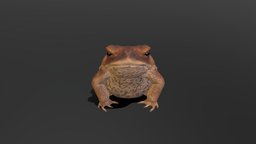 Cane Toad (Male)