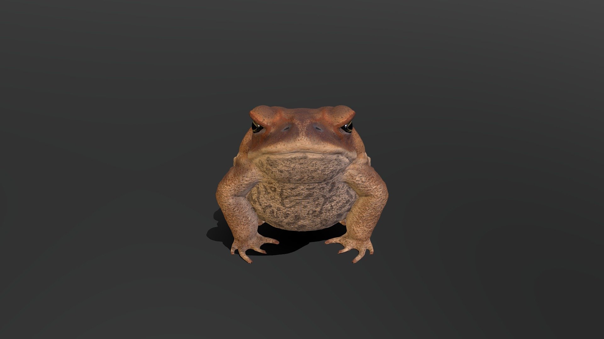 Cane Toad (Male) 3d model