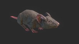 Rat