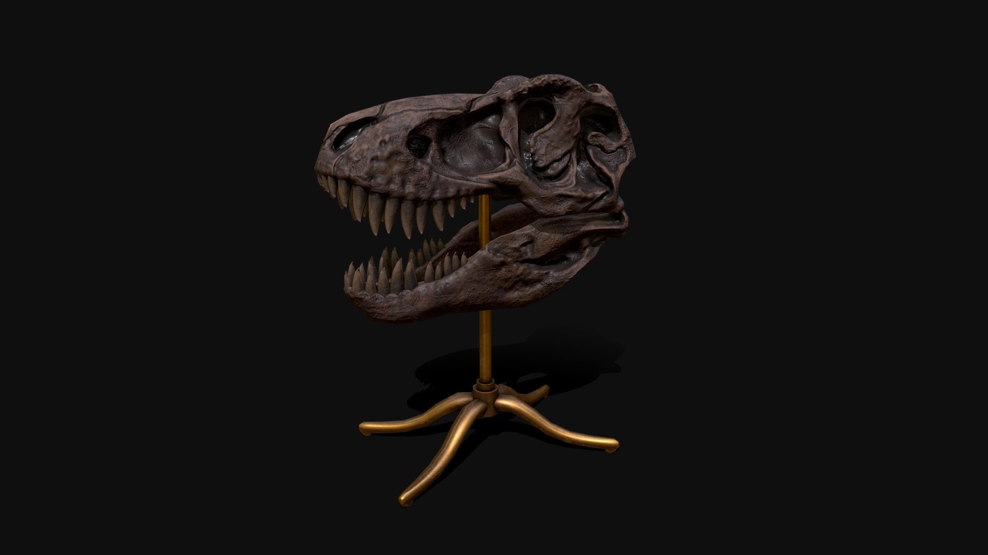 T-Rex skull display 3d model