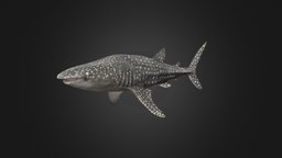 Whale Shark