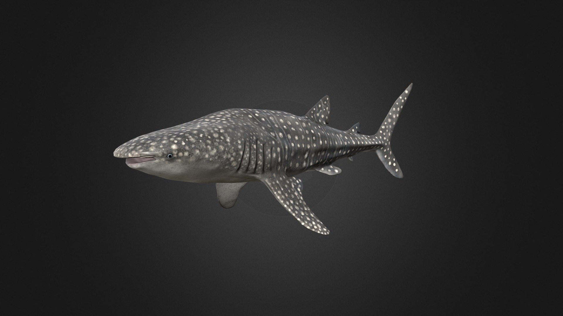 Whale Shark 3d model