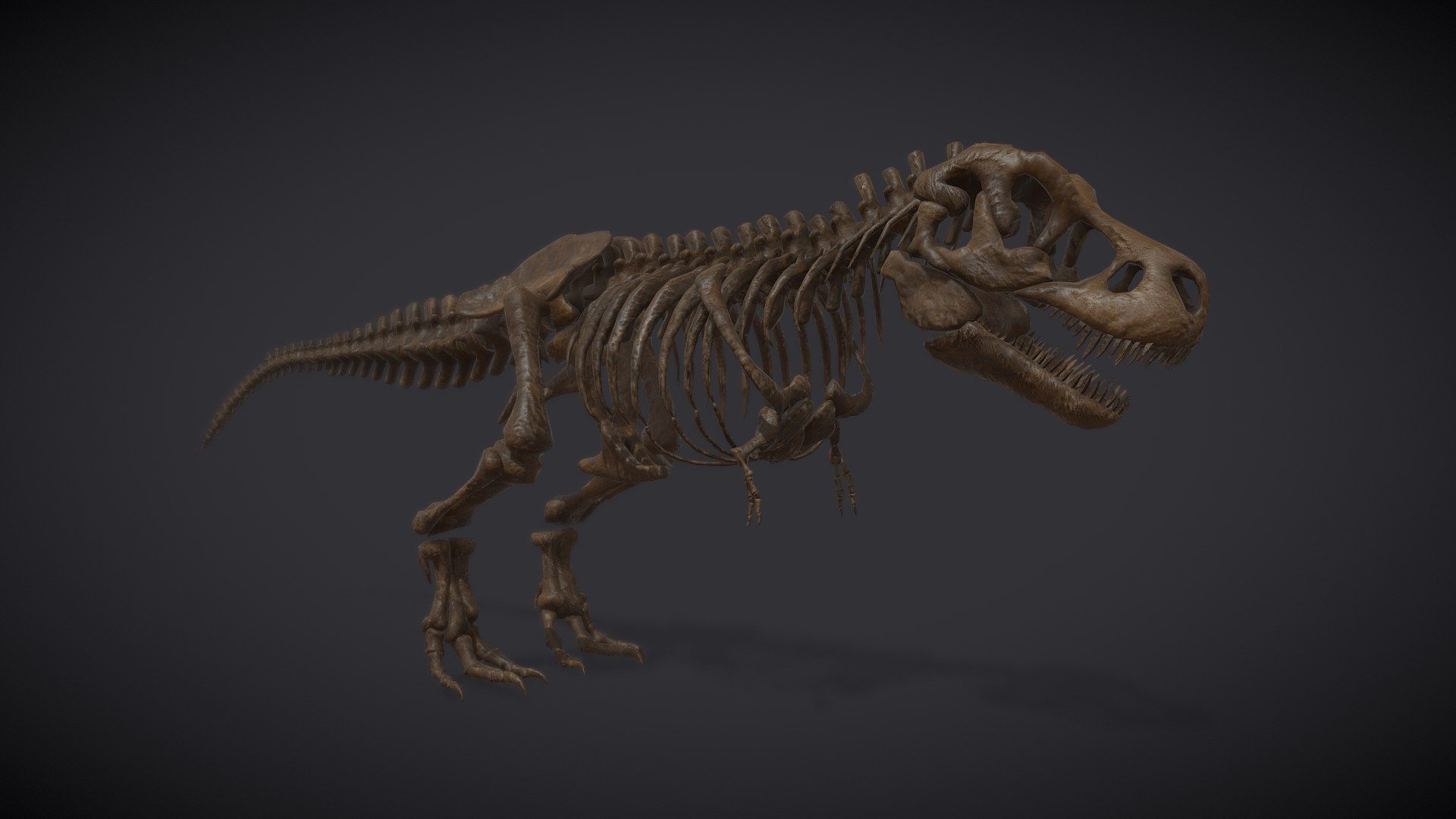 Museum Of Natural History | Tyranosaurus Rex 3d model