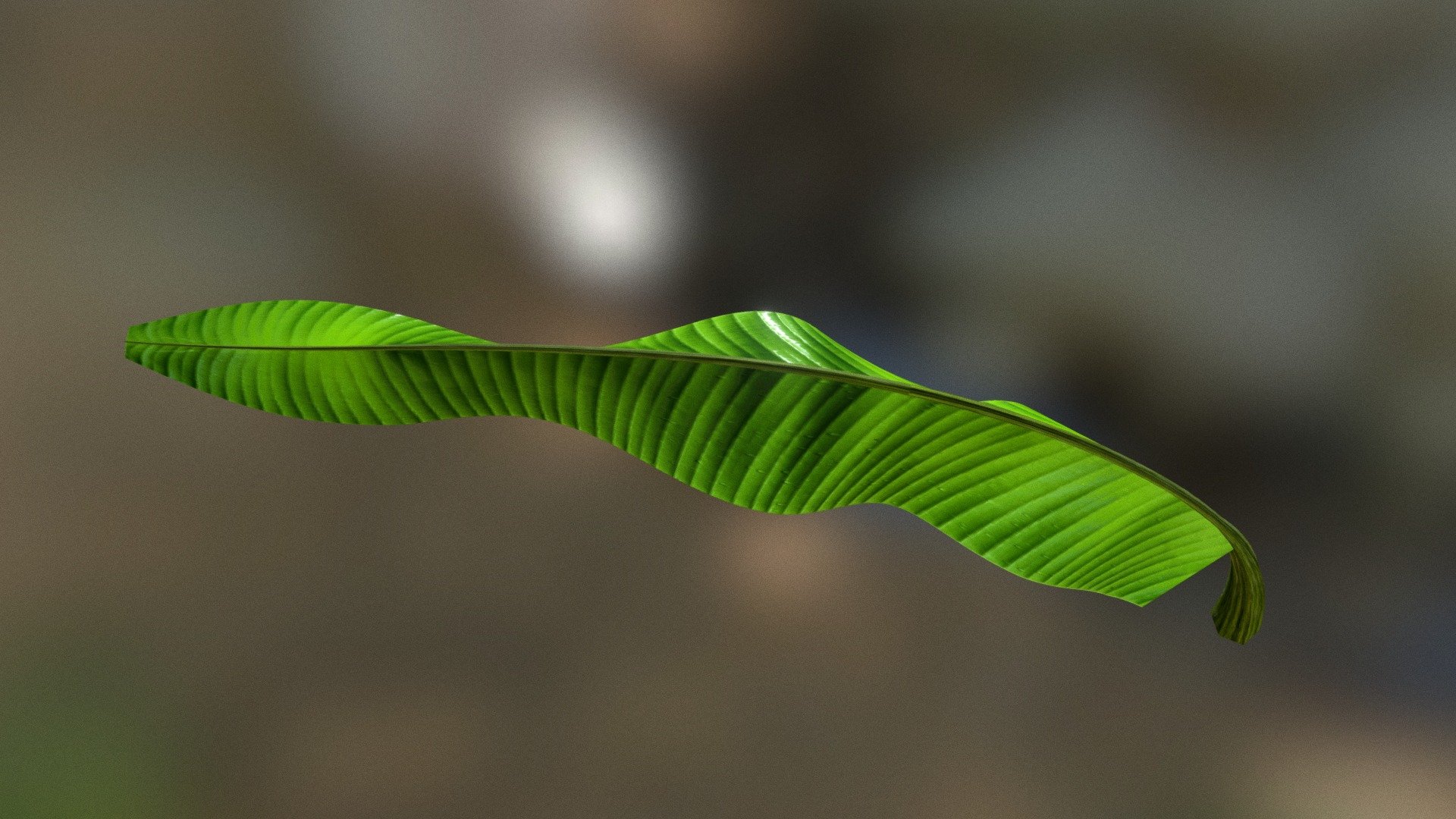 Banana leaf 3d model