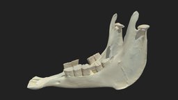 lower jaw (mandibula) donkey