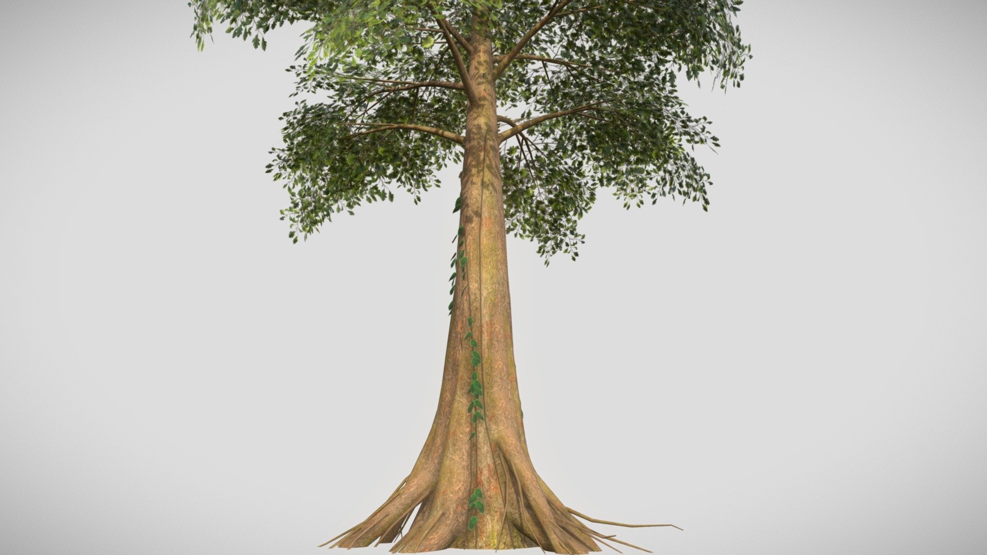 Jungle Tree 3d model