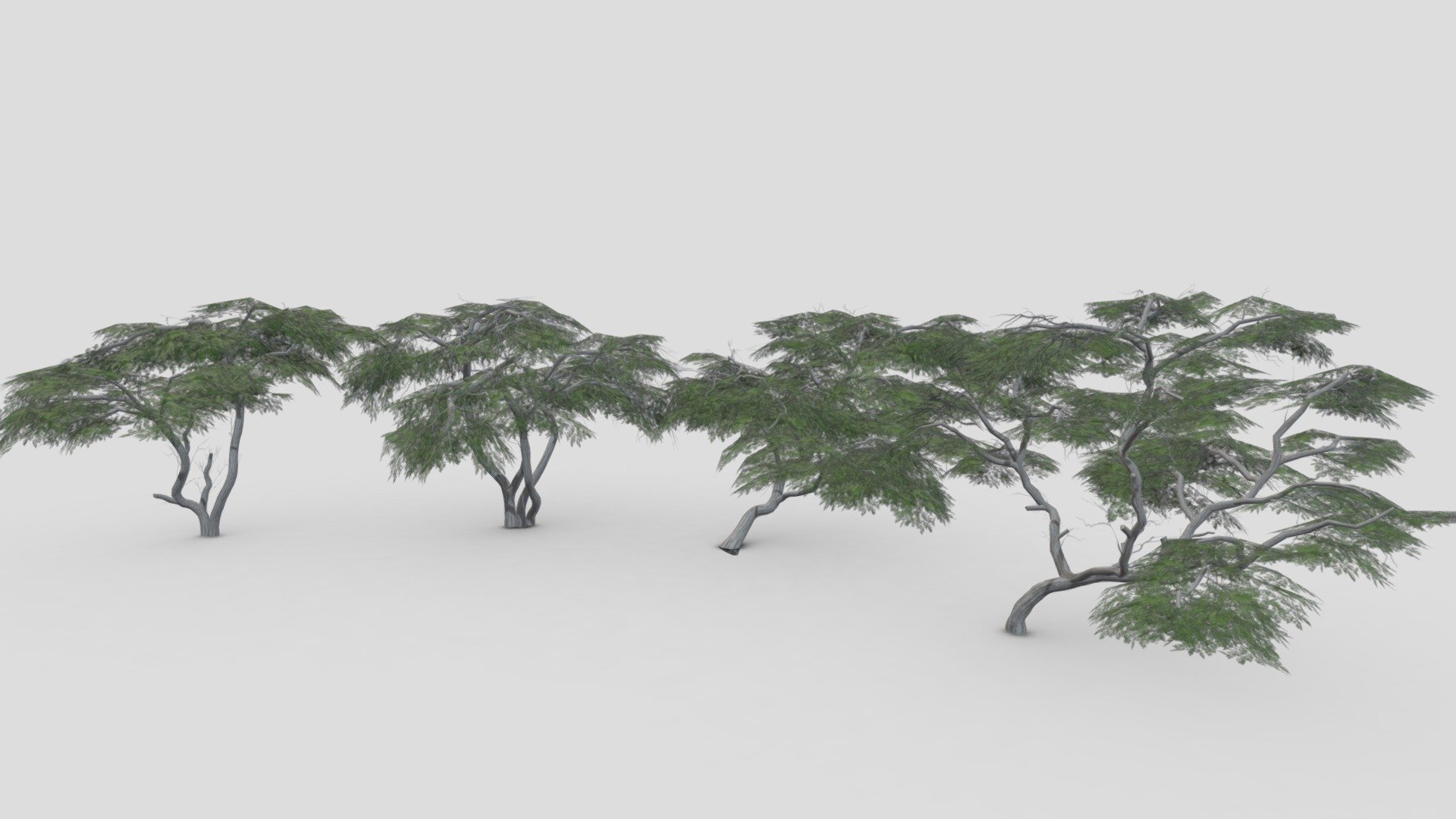 Acacia Tree- Pack- 5 3d model