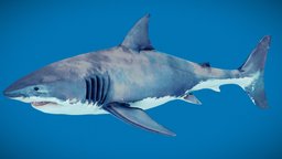 Great White Shark Animated