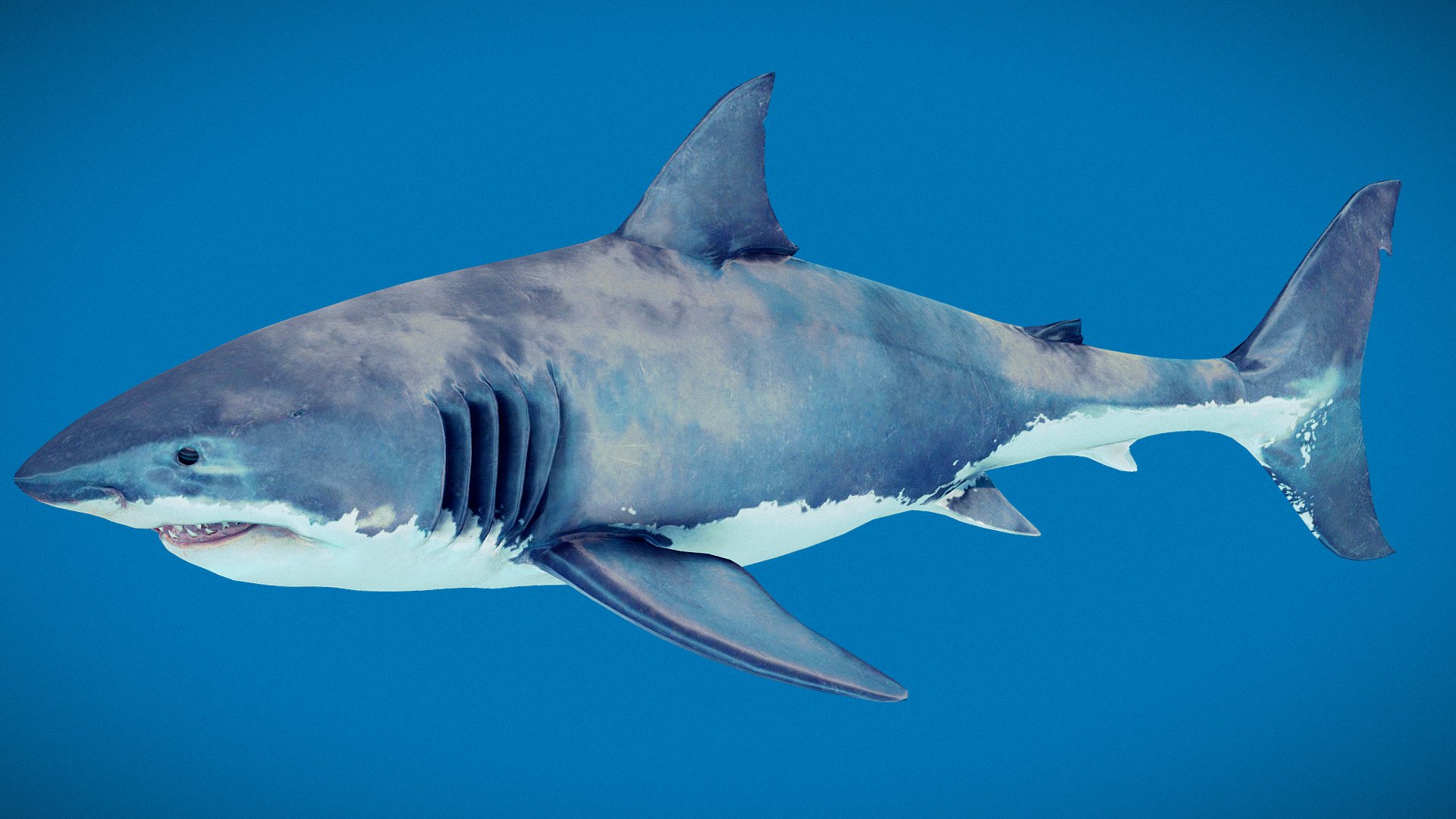 Great White Shark Animated 3d model