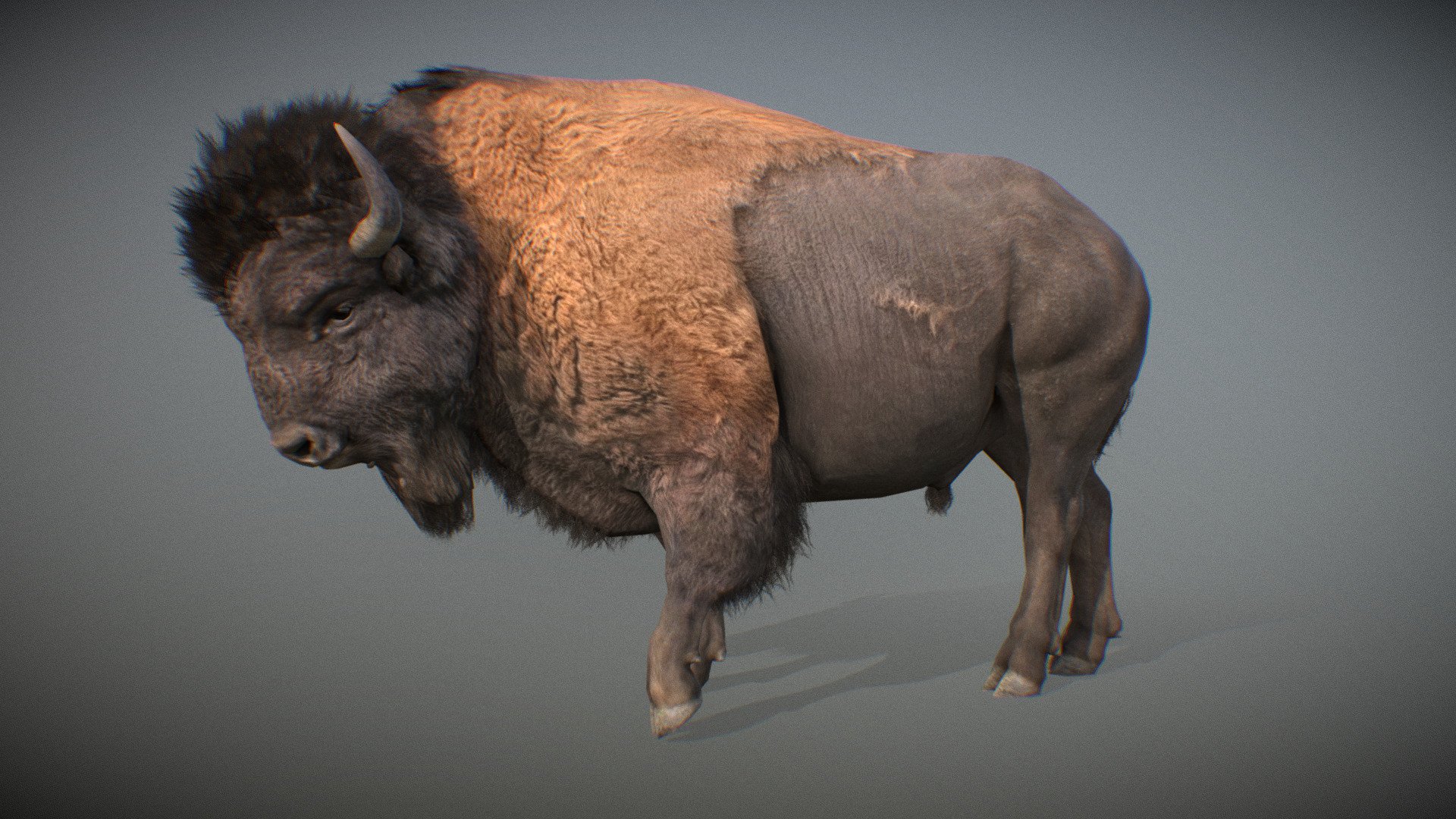 Animalia 3d model