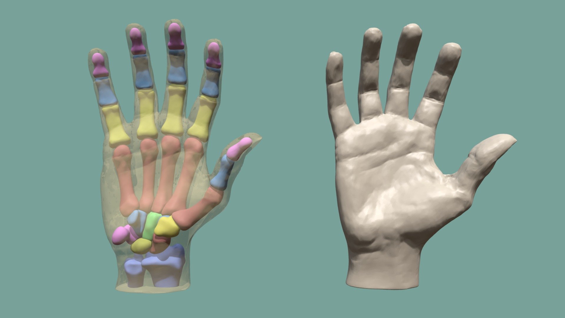 Bones of the hand 3d model