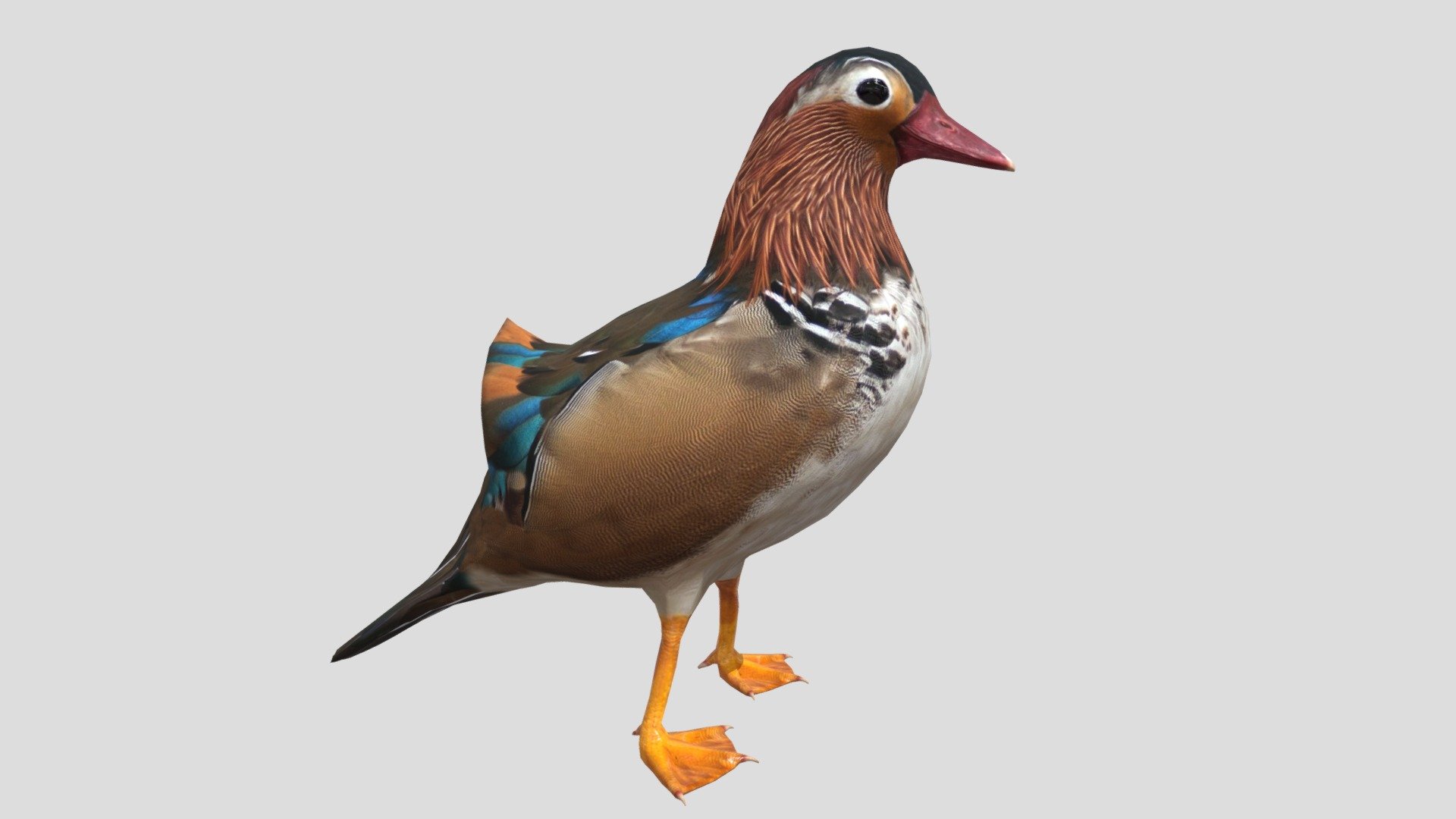 Mandarin Duck 3d model