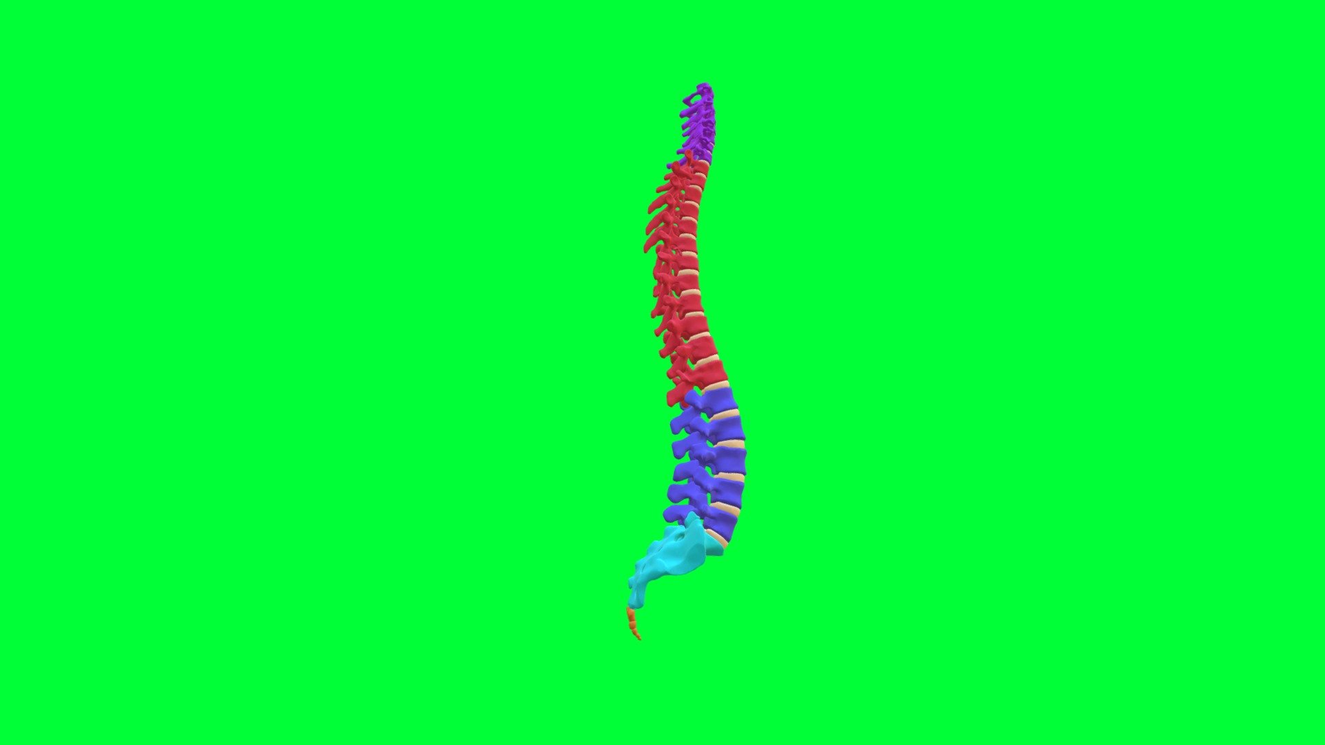 Vertebral column 3d model