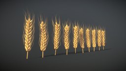 Wheat — FREE