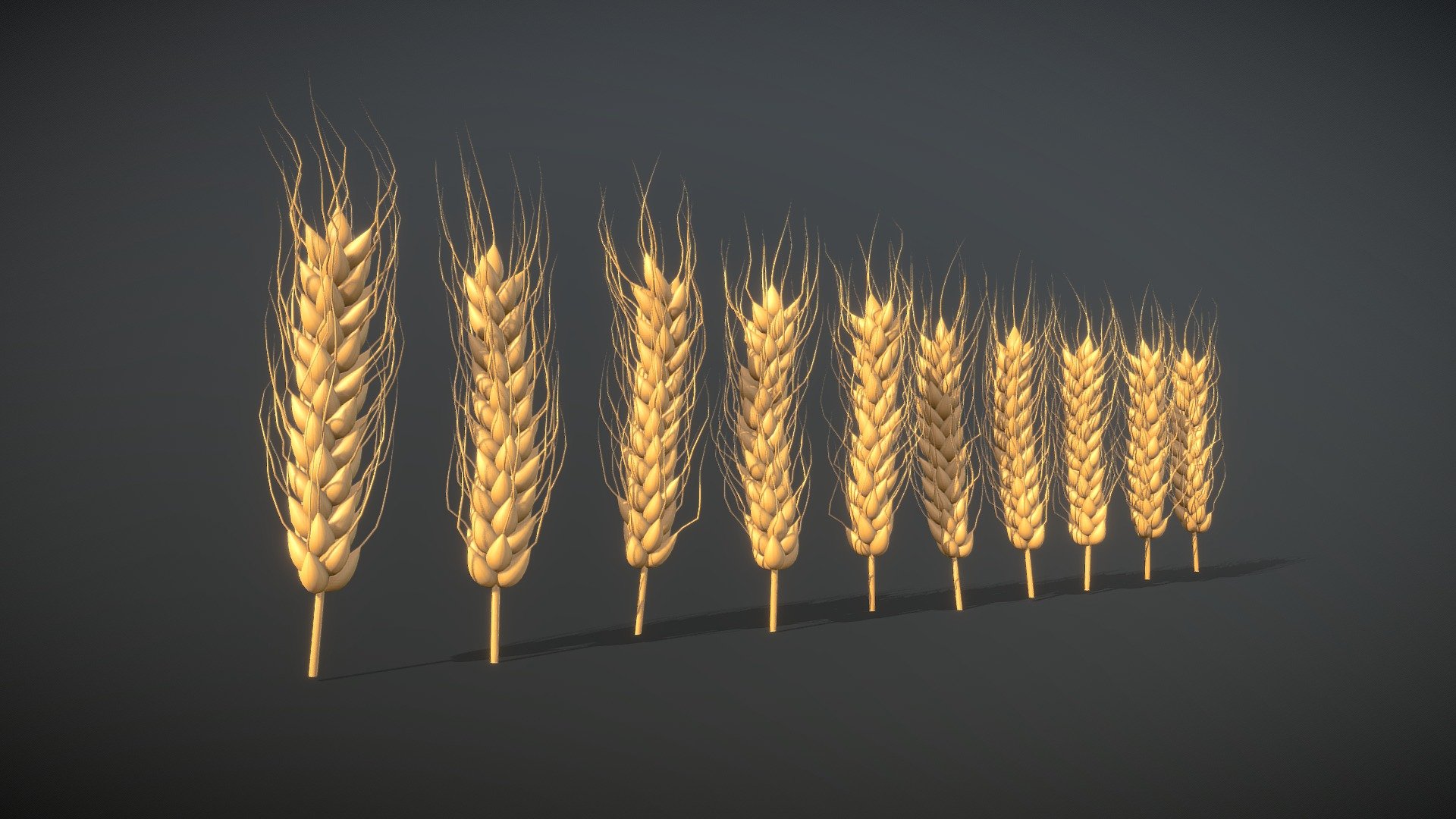 Wheat — FREE 3d model