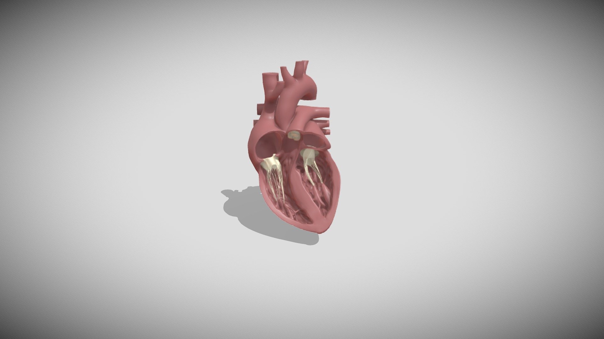 heart_old_anim 3d model